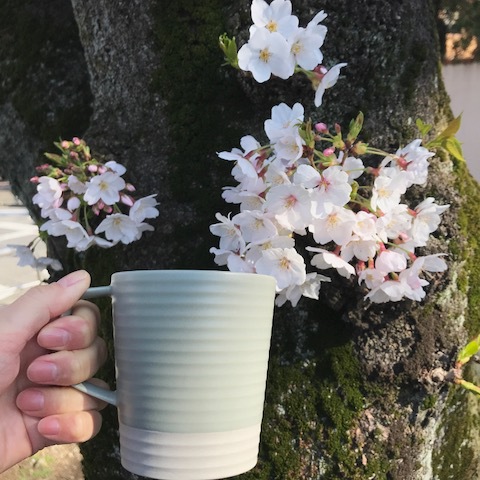 桜とcekitayで乾杯